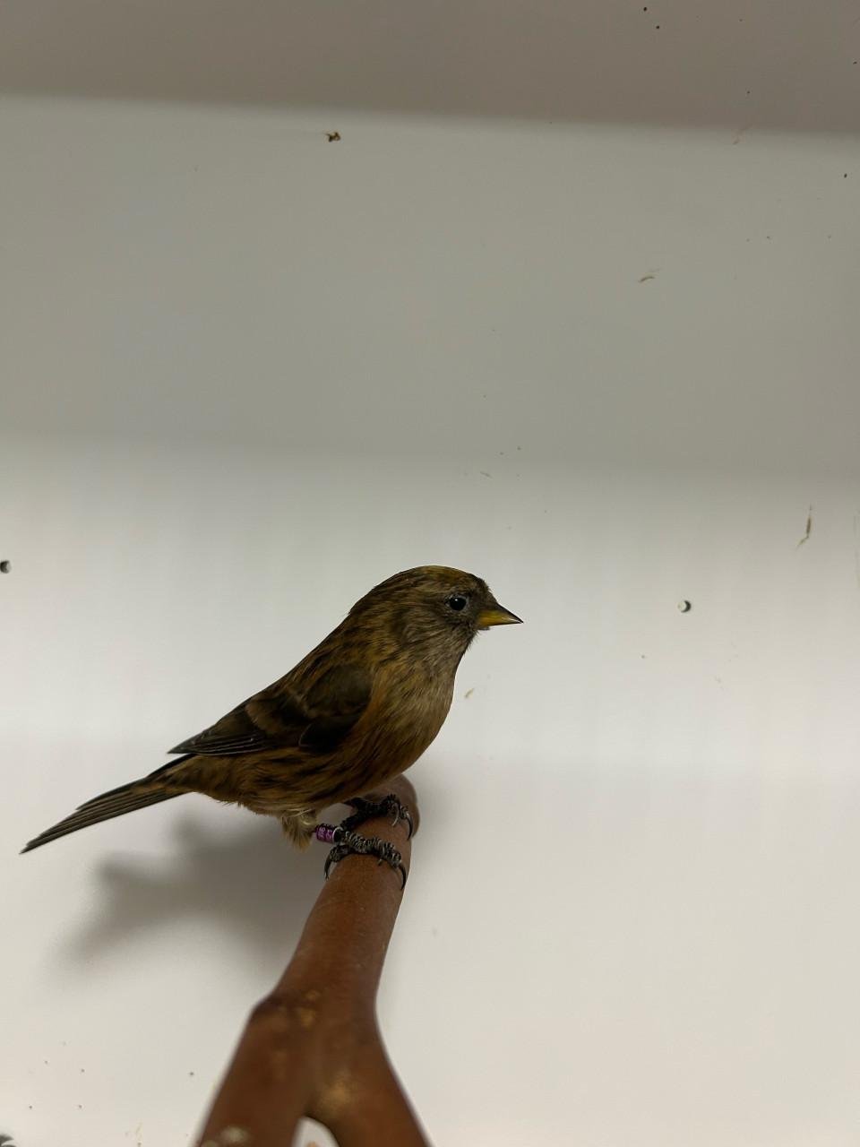 1-0 kleine barmsijs df