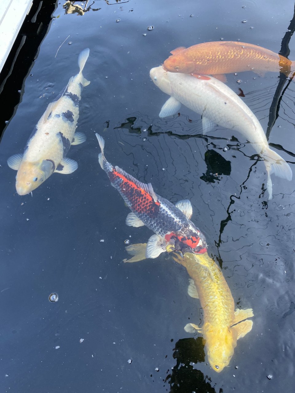 5 Koi karpers te koop ongv 50-70cm
