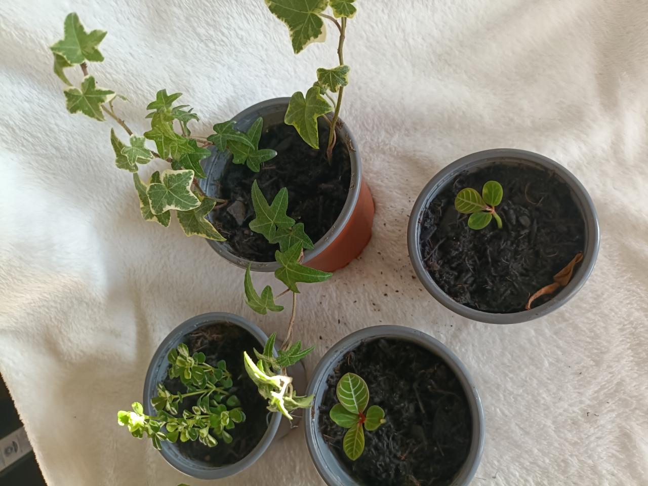 Jonge kleine kamerplantjes setje van 5