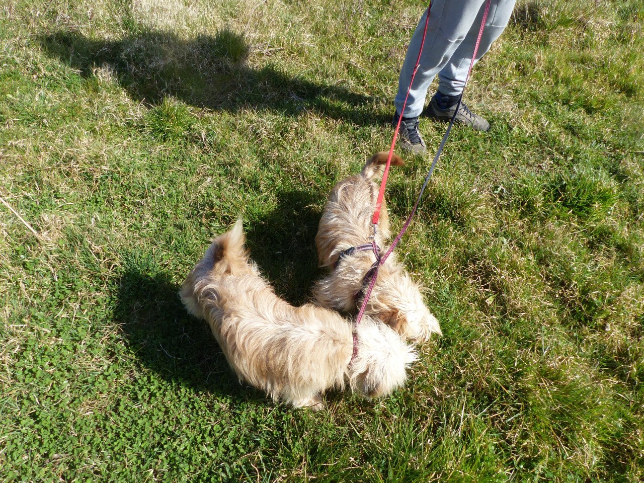 2 pups reutjes moeder Maltezer vader Yorkshire Terrier GEZOND SPEELS LIEF