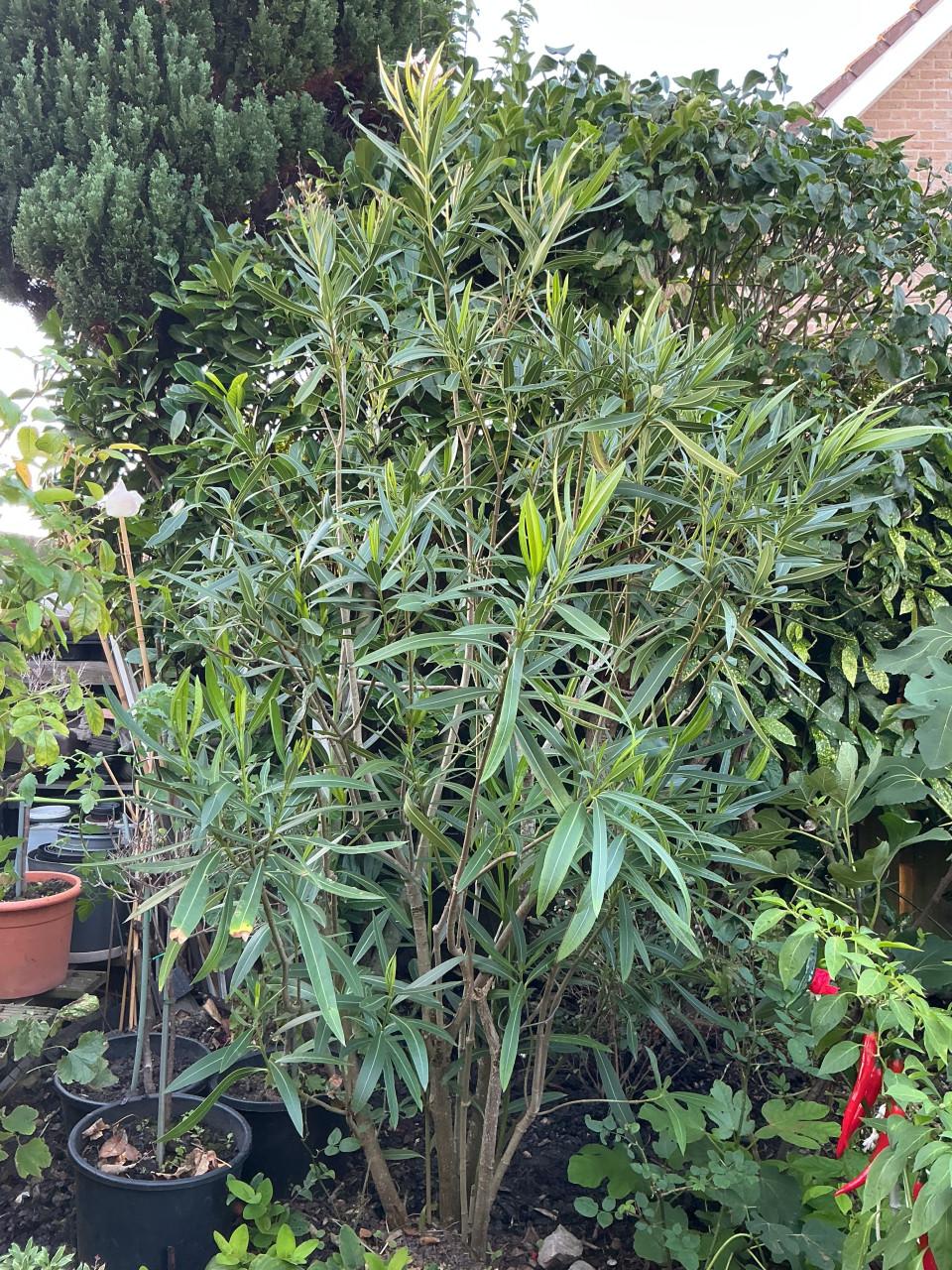 Prachtige lichtroze Oleander voor in uw tuin of op uw balkon.