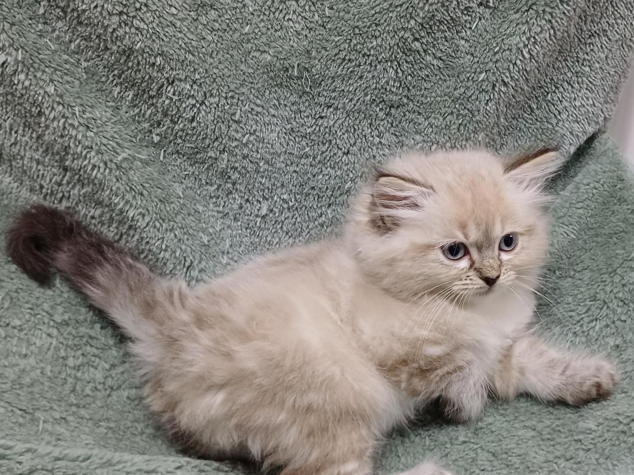 2 prachtige Ragdoll kittens beschikbaar (2 poesjes)