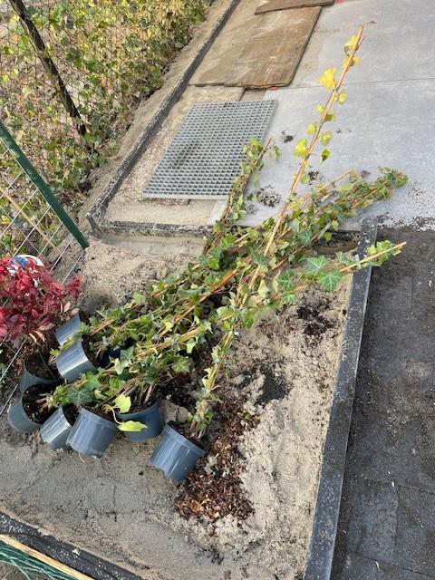 26 hedera klimplanten