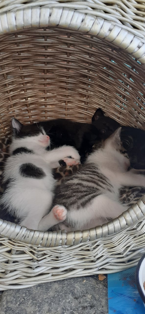 Prachtige lieve kittens 😻