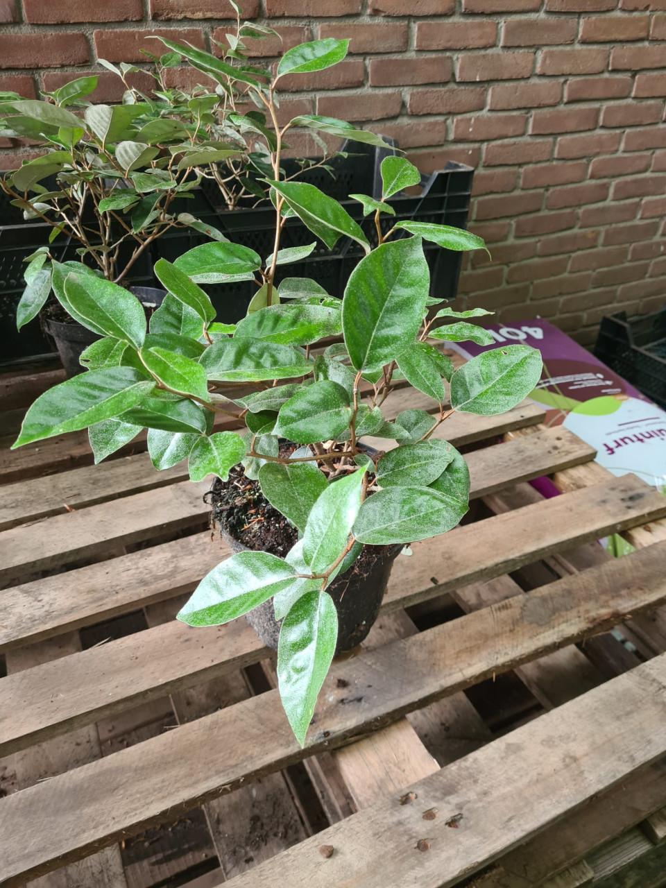 Olijfwilg haagplanten potgekweekt ca. 30 cm