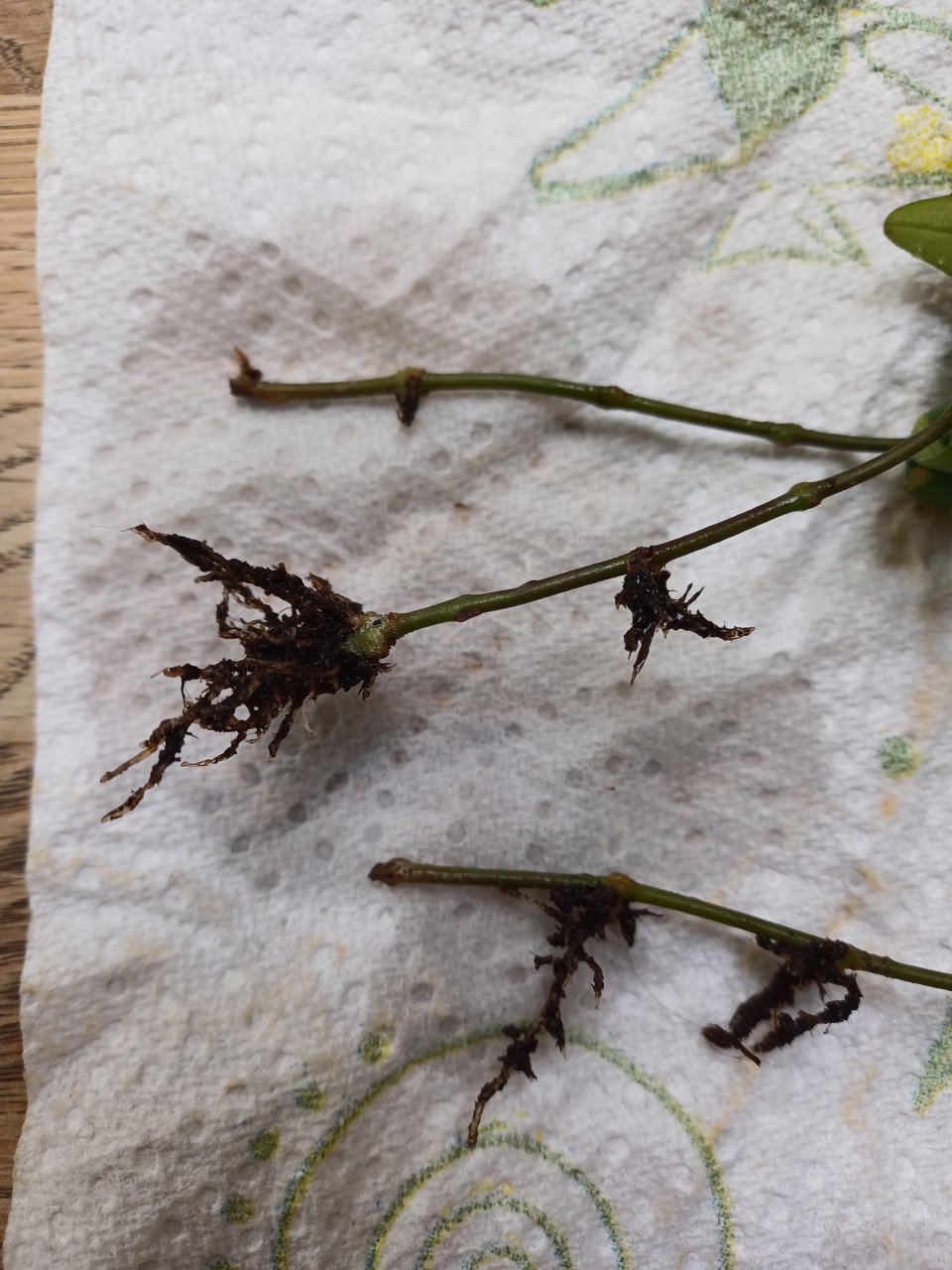PRACHTIG: 3 gewortelde STEKJES LIPSTICKPLANT, rode bloemen