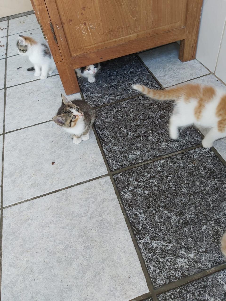 Schattige kittens