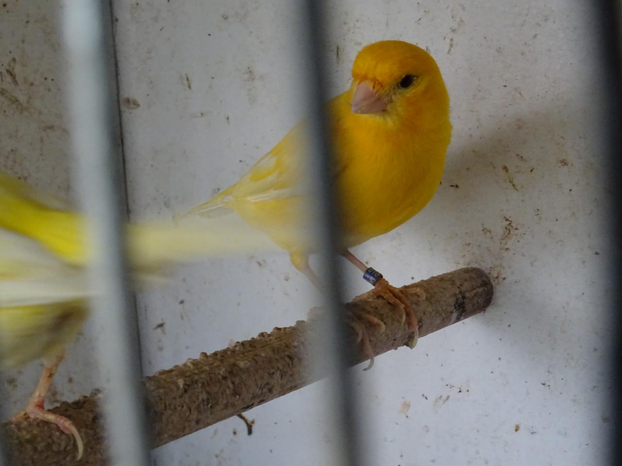 Te koop enkele man kanaries  verschillende kleuren