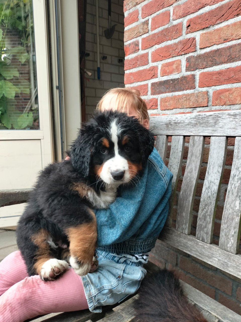 Te Koop  Bernersennenpup met stamboom