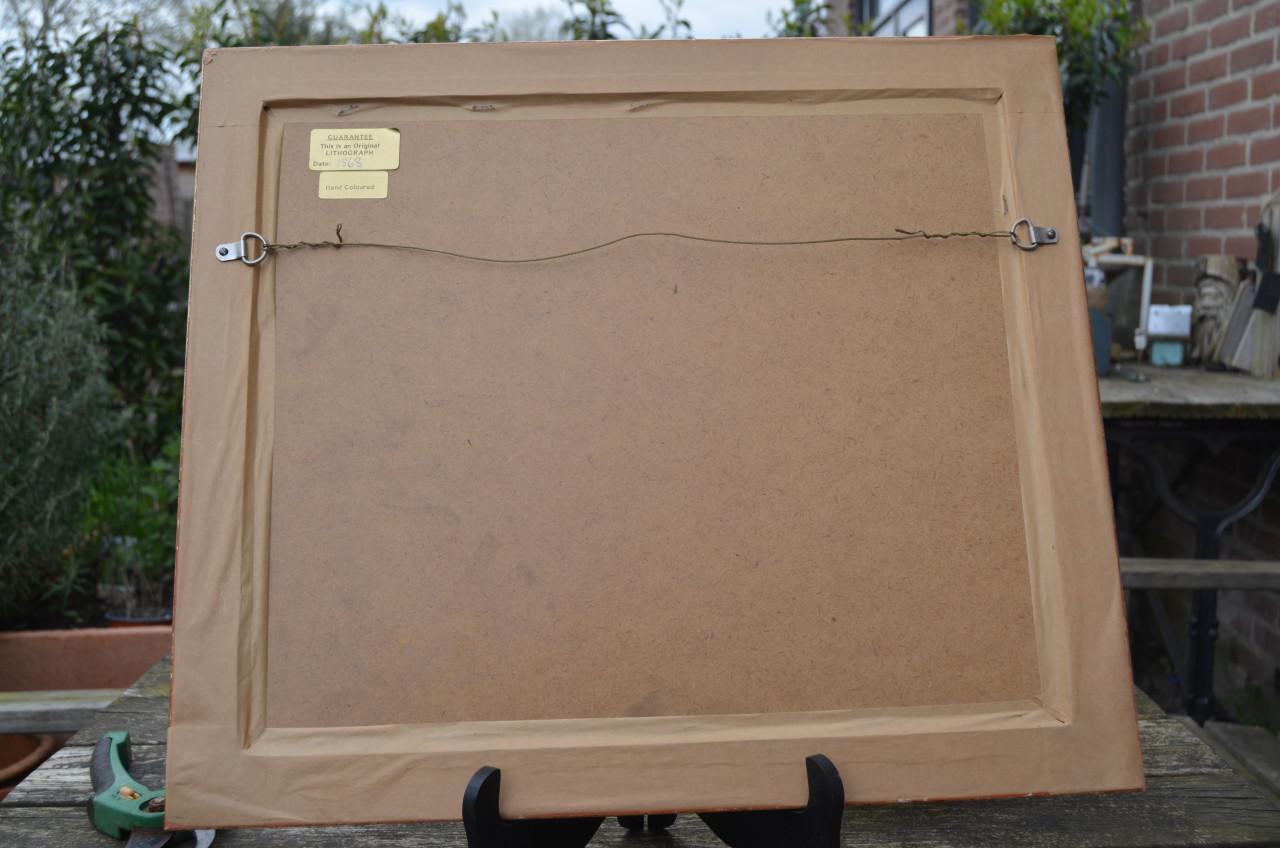 Fraaie handgekleurde litho 'Pintail' (Pijlstaart) 1868