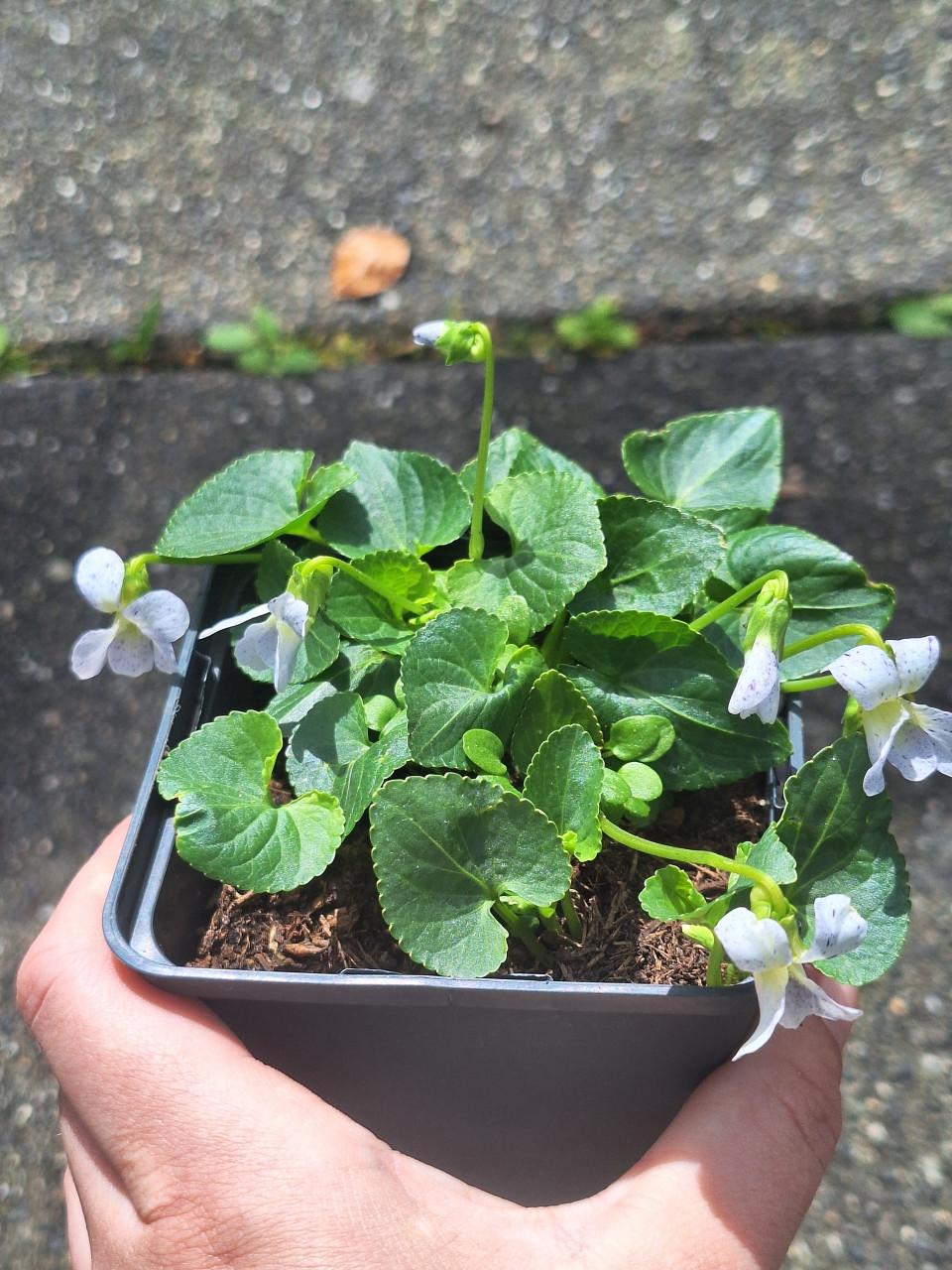 Schattinge viooltjes