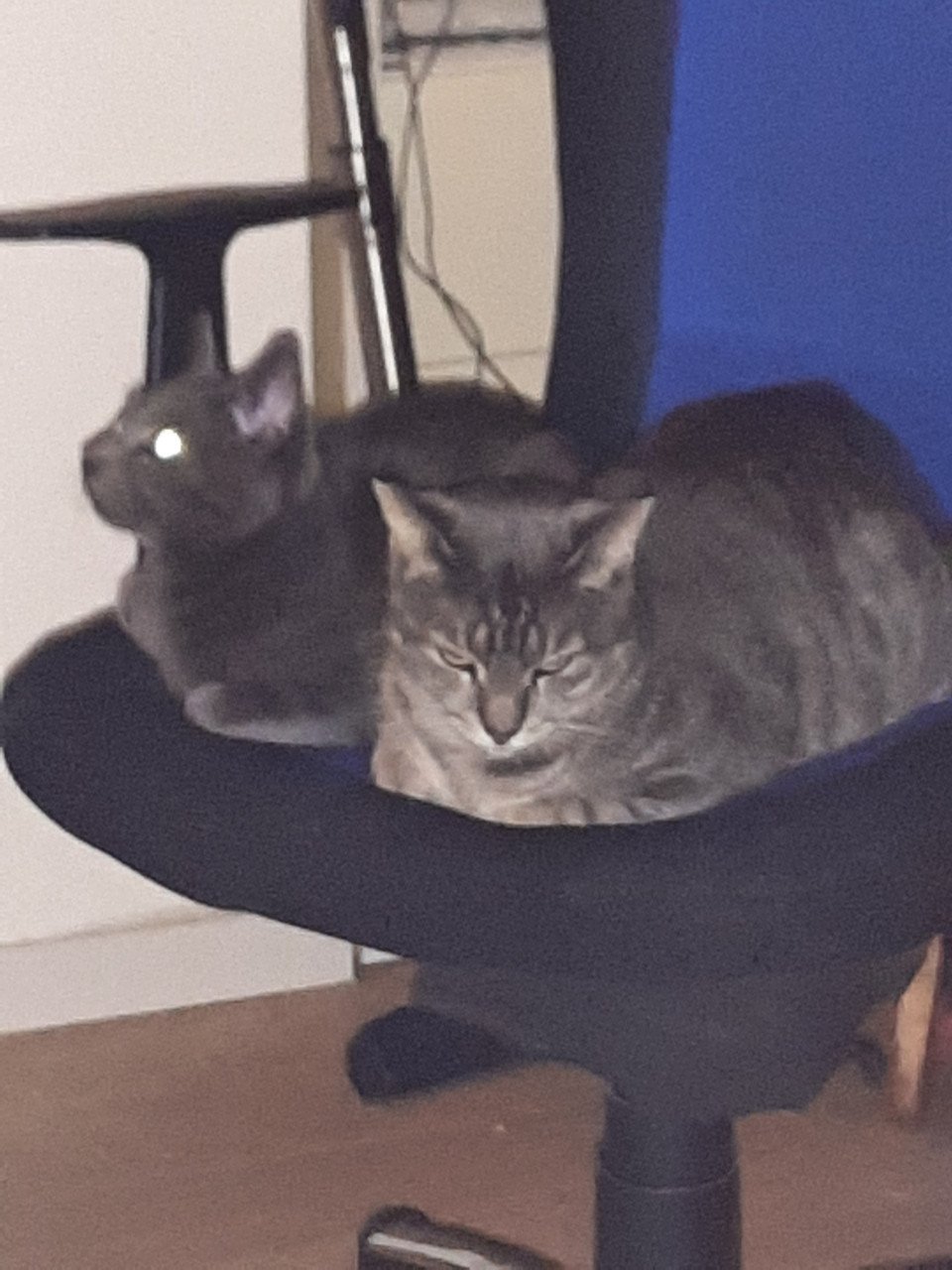 Lieve blauwe streep. Poes