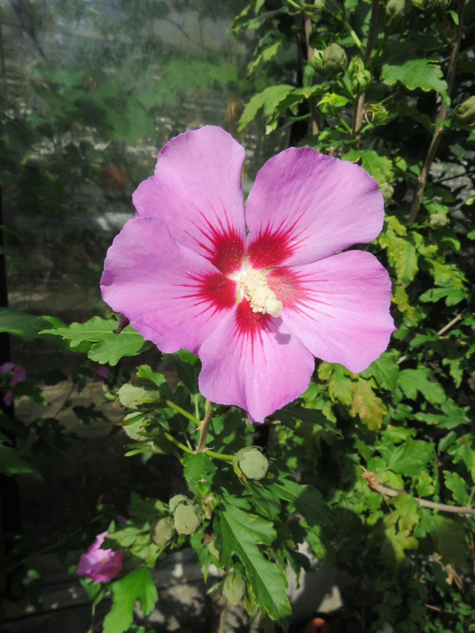 Hibiscus