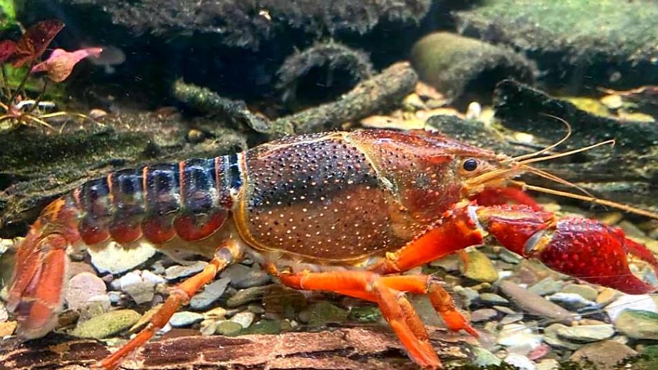 Rivierkreeften en buiten aquariums