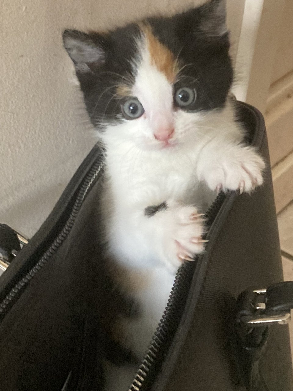 3 Lieve aanhankelijke Kittens