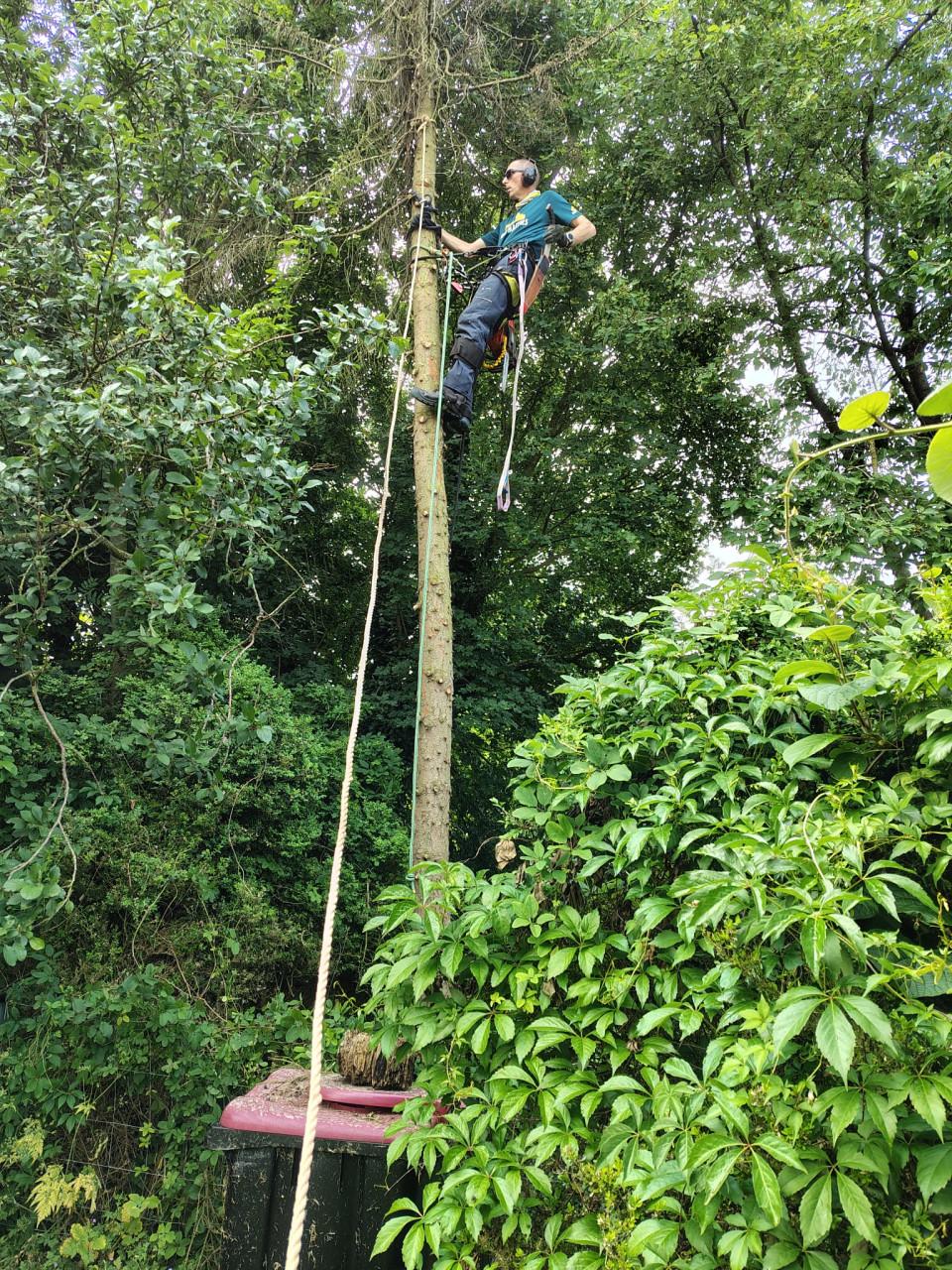 Gratis boom verwijderen?