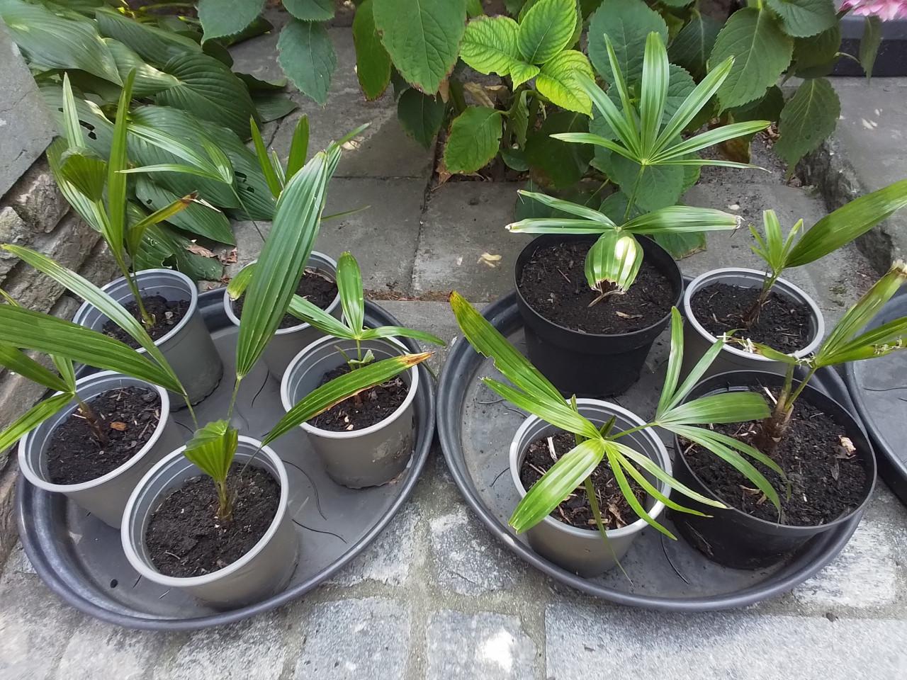 Jonge Trachycarpus Fortunei voor (h)eerlijke prijs.