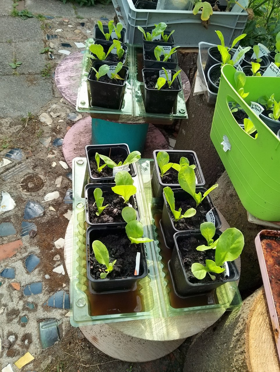 Mooie Fijnspar-GRATIS! en Andijvie-enbloemkool-en wittekoolplantjes