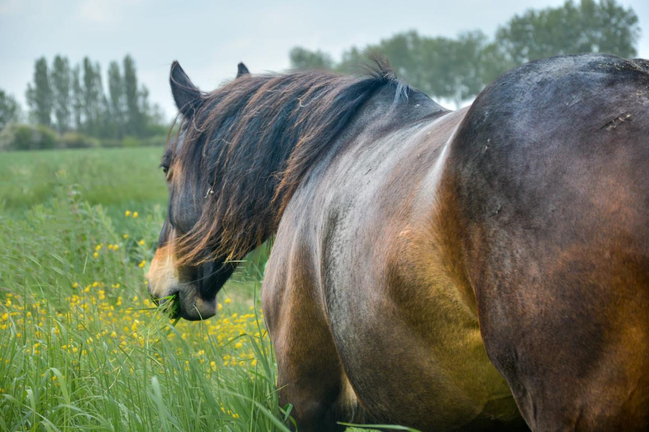 Irish Hunter/Irish Sporthorse ruin te koop