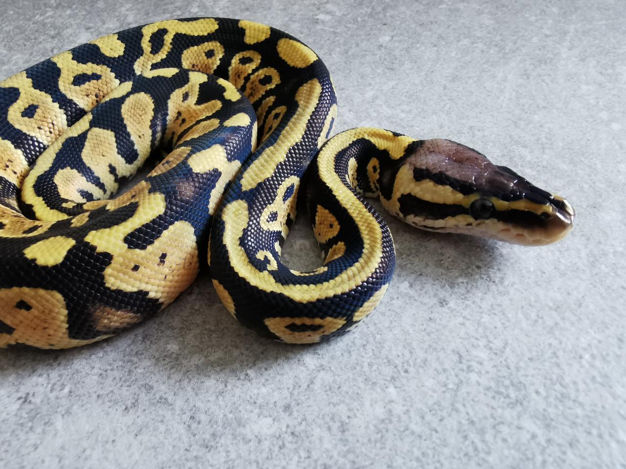 Pastel (het Clown) Koningspython  (vrouwtje)