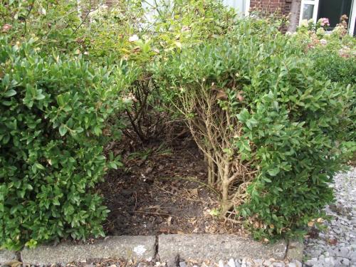 Buxus planten gezocht