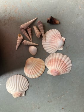 Schelpen