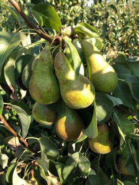 Fruitplukkers gezocht