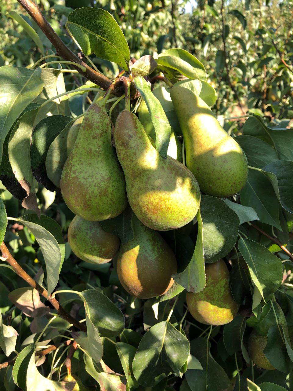 Fruitplukkers gezocht