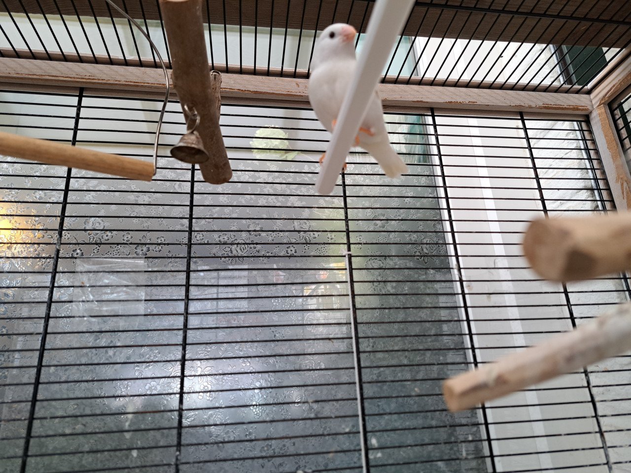 Zebravinken met kooi