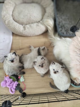 Super schattige raszuivere fluffy ragdoll kittens
