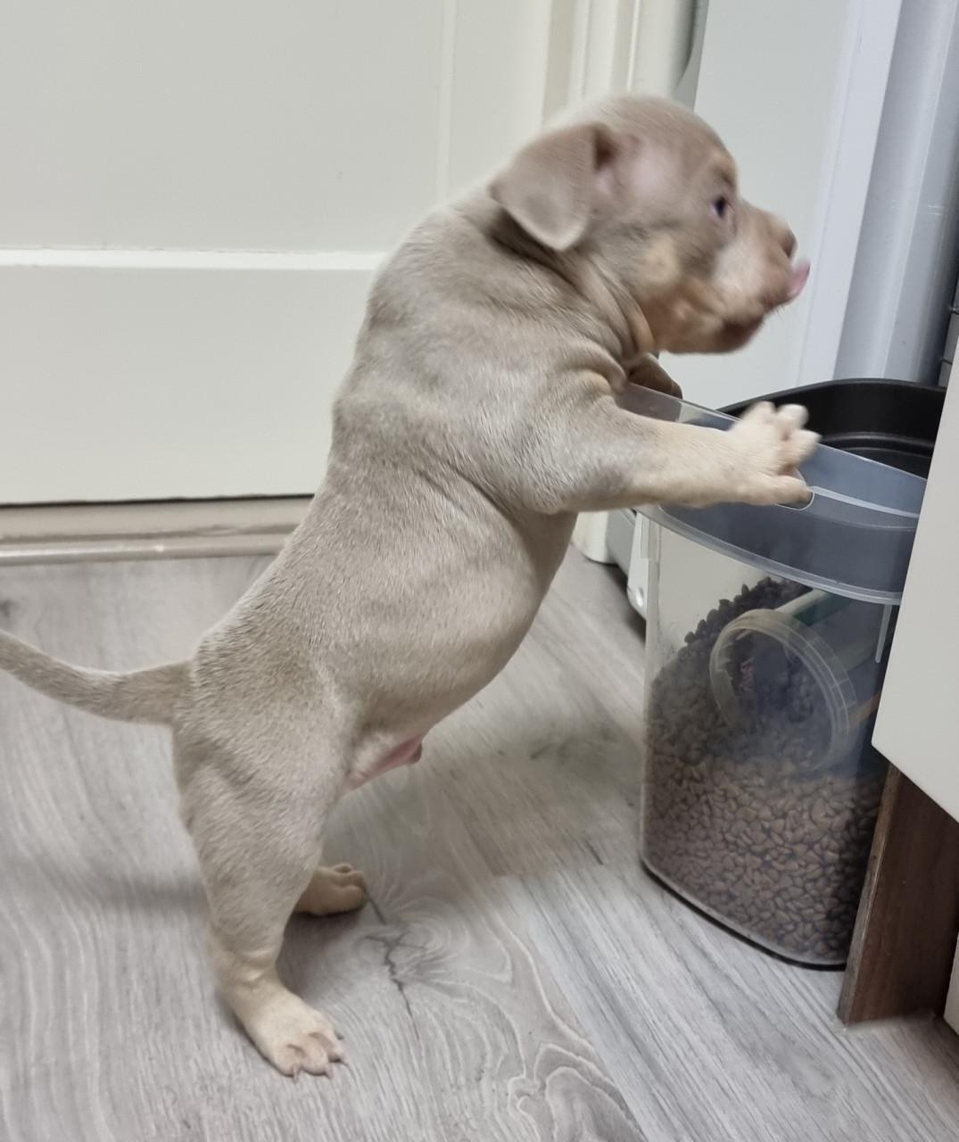 Micro extreem bully pup met stamboom