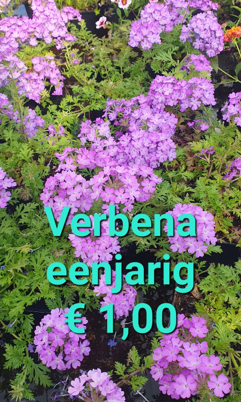 TUINPLANTEN leuke prijzen!