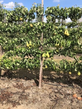 Fruitbomen in leivorm / Leibomen / Peer
