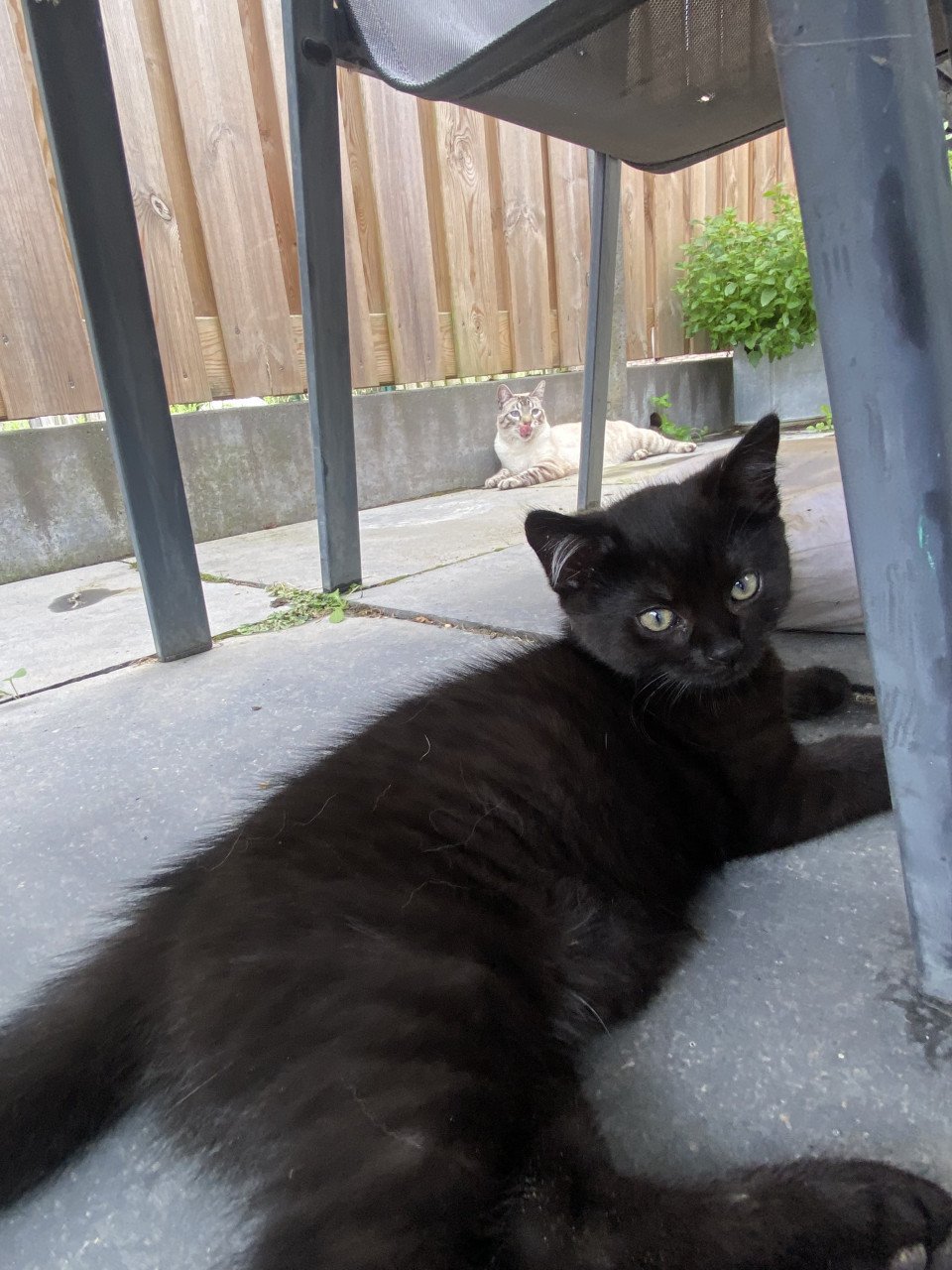 Kittens Bengaal- blauwe Rus