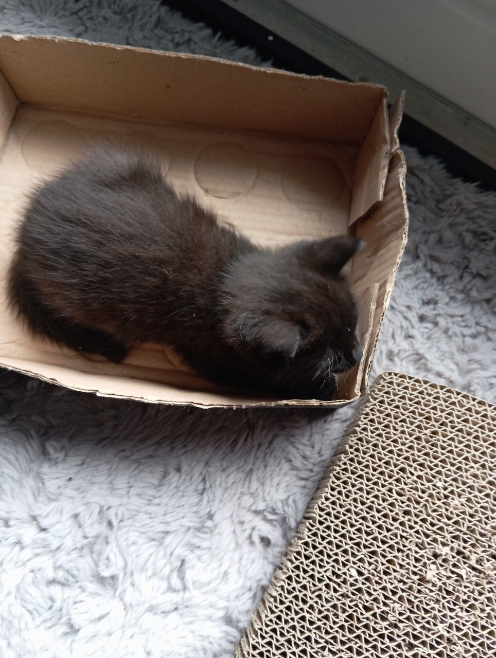 Kitten mannetje