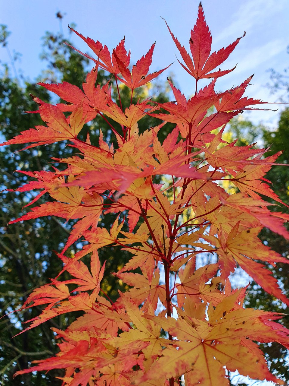 Diverse Acers