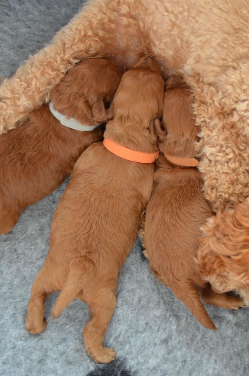 Prachtige toypoedel pups