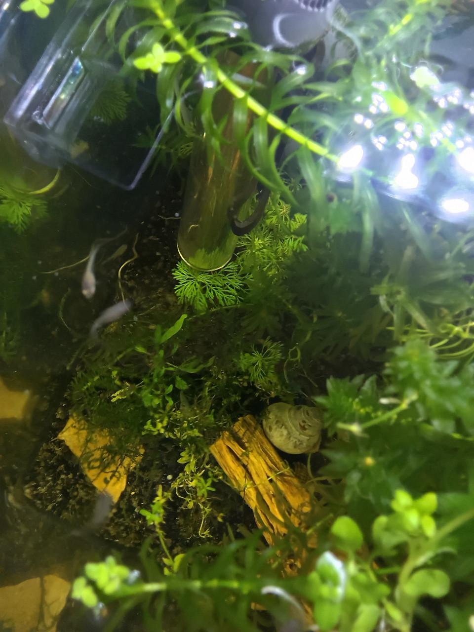Baby guppy,s  Gratis