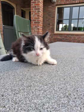 Kittens