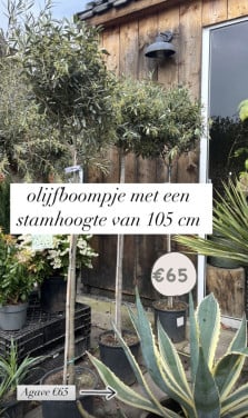 Jongere olijfboompjes diverse stamhoogtes