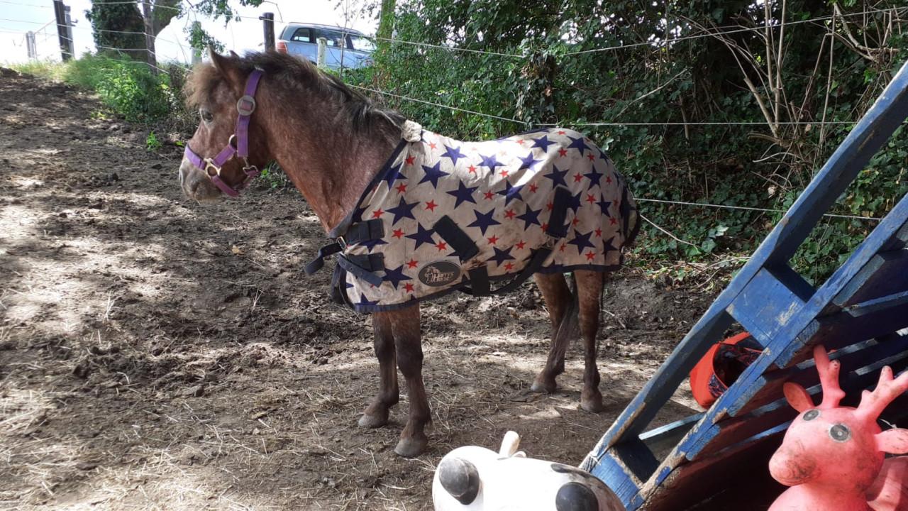 Project Shetlander
