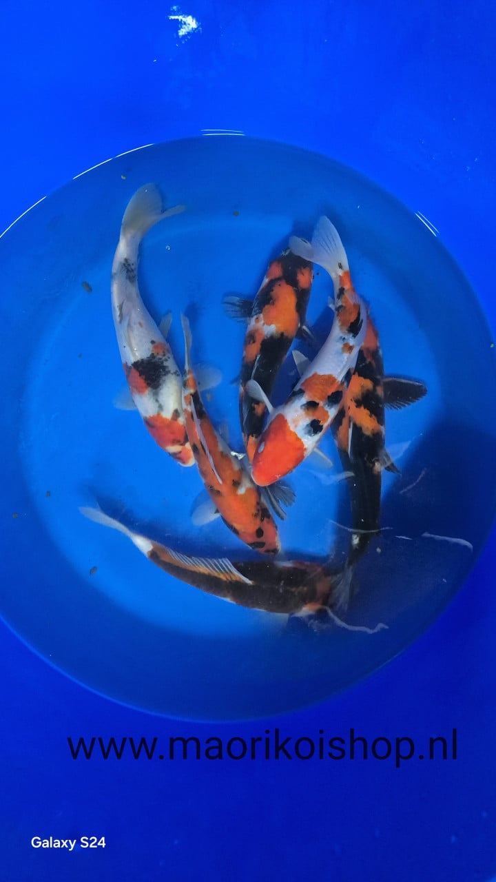 Mooi koi
