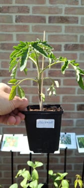 Nu ook groenteplanten in ons plantenkraampje voor €1,25 p/st. ++ TIP ++