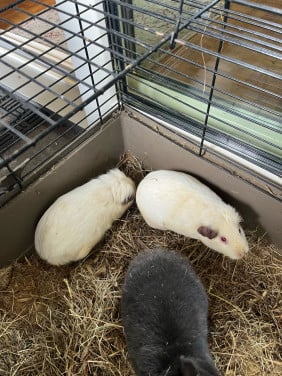 Cavia’s
