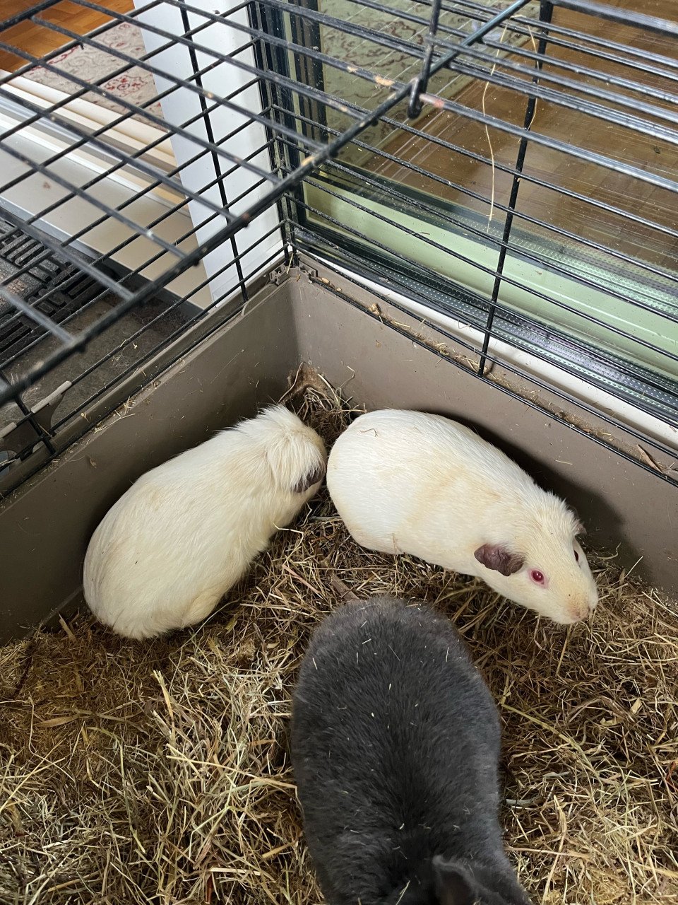 Cavia’s