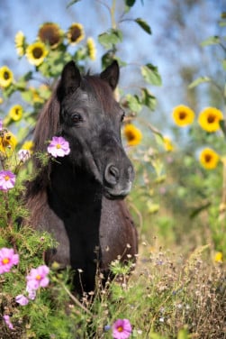 De allerliefste A pony