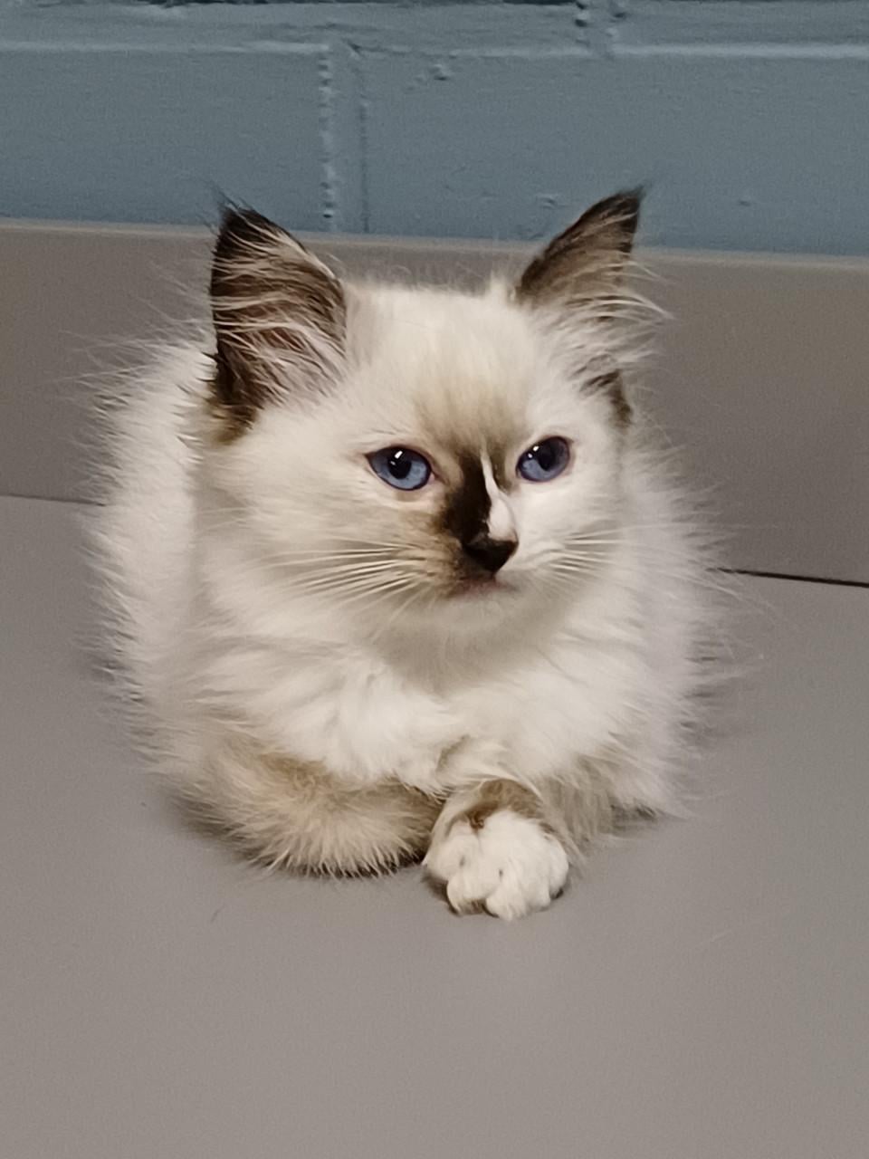 Prachtig Ragdoll poesje met stamboom