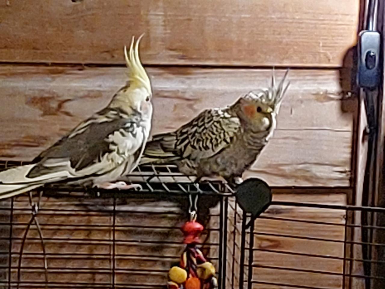 Valkparkieten 4 gratis