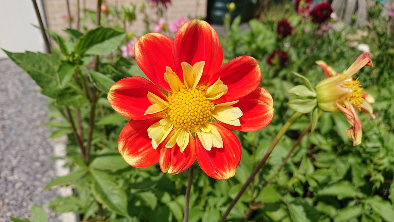 'Mooie Dahlia's te koop in 3 liter pot ! Diverse kleuren aangeboden.