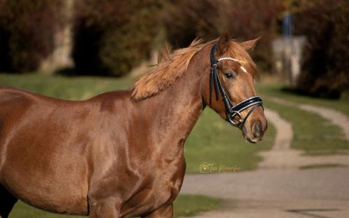 Te koop 3,5 jarige merrie,aangereden, makkelijk in de omgang, 4500,=